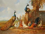 unknow artist, Albertus Verhoesen: Peacocks and chickens